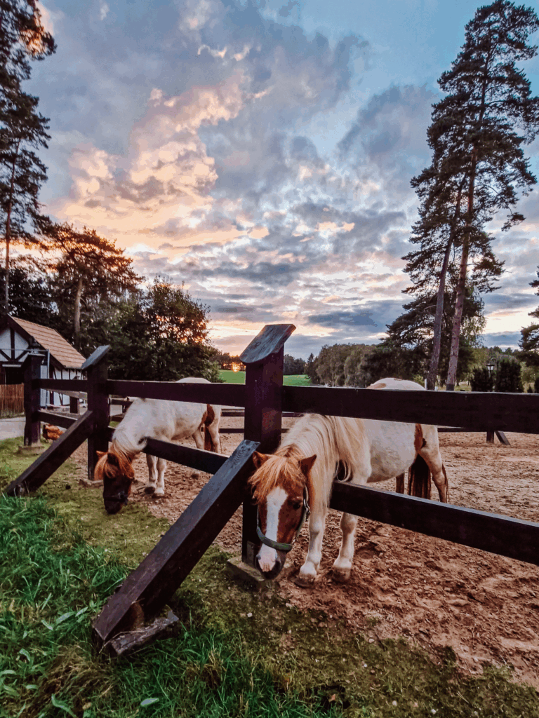 mazury zalesie hotel dla rodzin dzieci mama atrakcje
