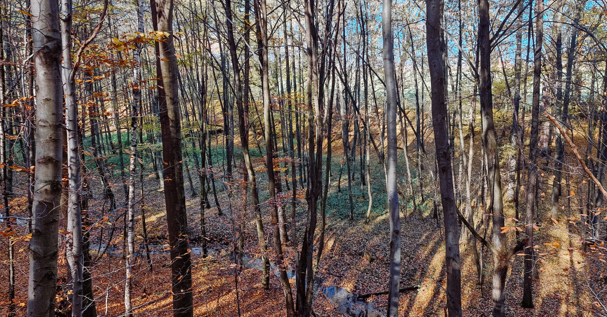 Szwajcaria Rachowicka – rodzinny piknik w sercu natury z marką Kite